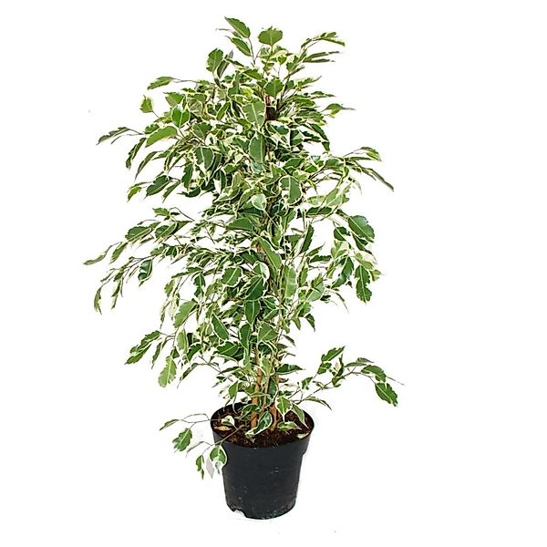 Exotenherz Zimmerpflanze Ficus benjamini "Twilight" im 17cm Topf günstig online kaufen