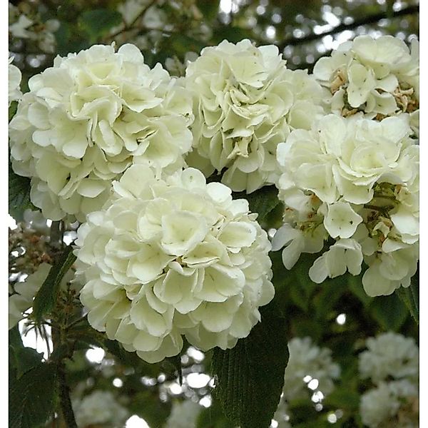 Japanischer Schneeball Openeing Day 100-125cm - Viburnum plicatum günstig online kaufen