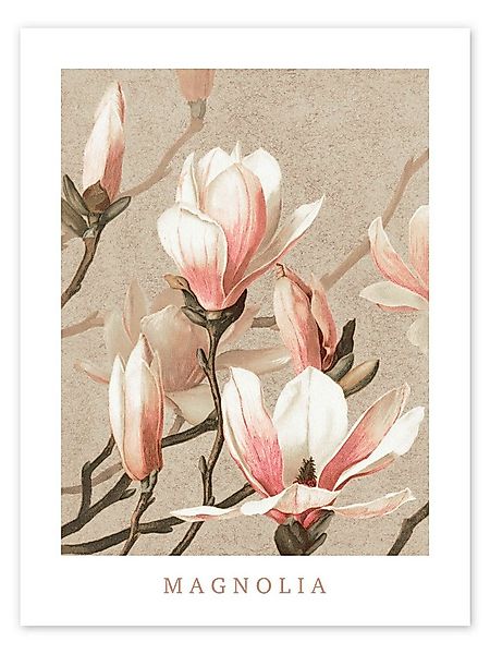 Posterlounge Wandbild Magnolia, Vintage Educational Collection, erhältlich günstig online kaufen