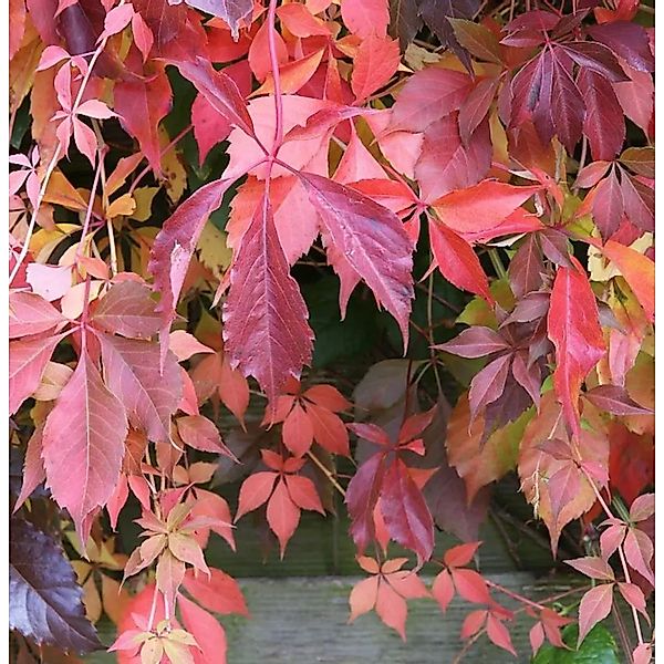 Selbstkletternde Jungfernrebe 125-150cm - Parthenocissus quinquefolia günstig online kaufen