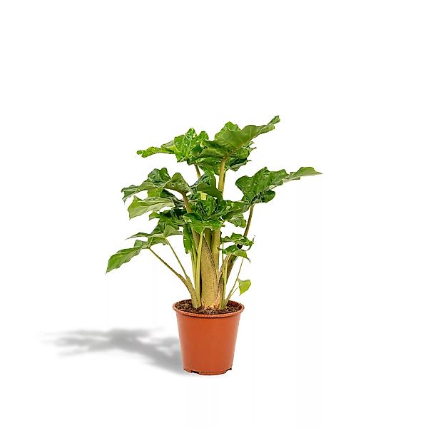 Hello Plants | Alocasia Lowrider günstig online kaufen
