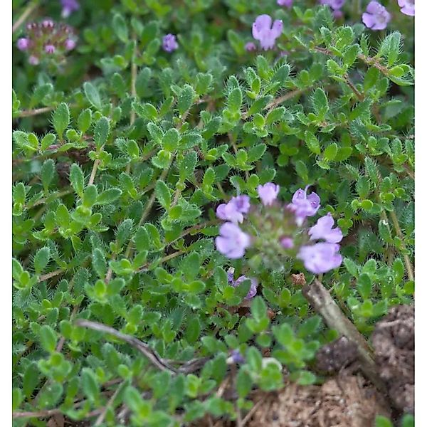 Teppich Thymian Duftkissen - Thymus cherlerioides günstig online kaufen