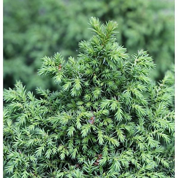 Sicheltanne Yokohama 25-30cm - Cryptomeria japonica günstig online kaufen