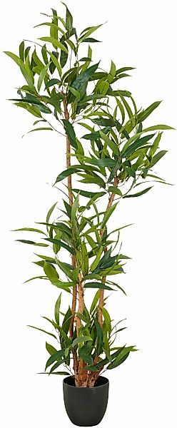 Creativ green Kunstbaum "Ficus maclellandii", mit echtem Holzstamm günstig online kaufen