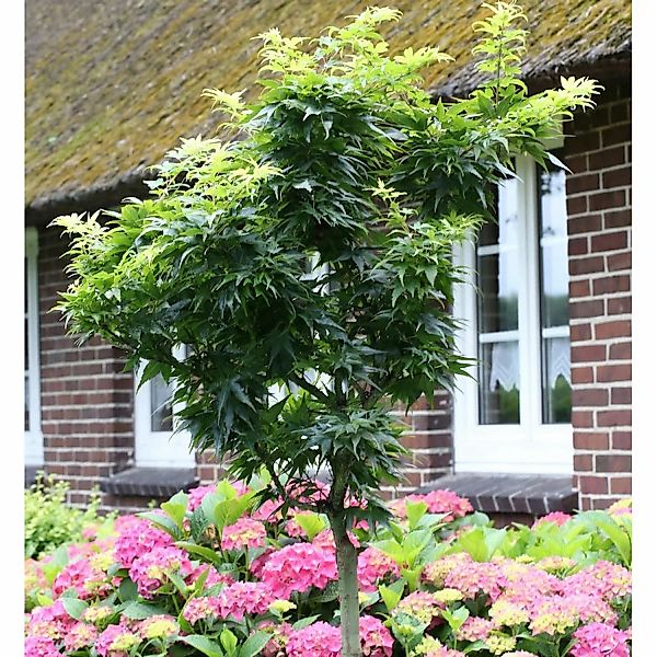 Hochstamm Fächerahorn Mikawa Yatsubusa 30-40cm - Acer palmatum günstig online kaufen