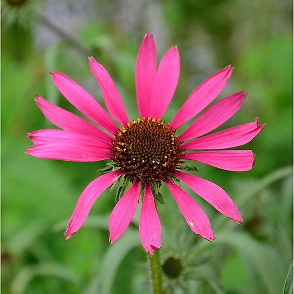 Sonnenhut Rocky Top - Echinacea tennesseensis günstig online kaufen