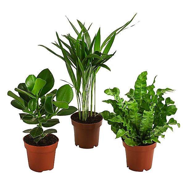 Dehner Zimmerpflanze Pflanzen-Set Luftreiniger, je 1x Balsamapfel, Goldfruc günstig online kaufen