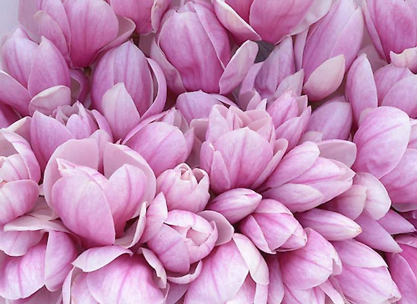 Papermoon Fototapete »Pink Magnolia« glatt günstig online kaufen