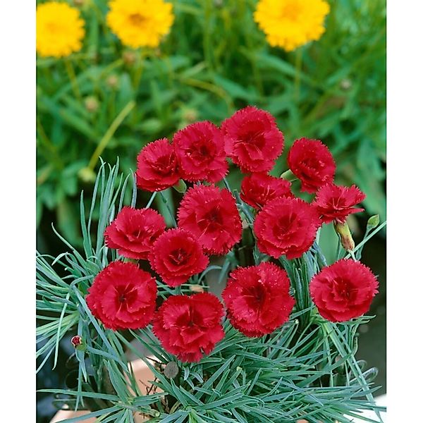 Dianthus Plumarius Desmond Pfingstnelke Ca. 9x9 cm Topf günstig online kaufen