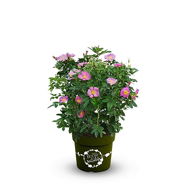 OBI Strauchrose Rosy Boom ® Wildlife Rosa Höhe ca. 20 - 30 cm Topf ca. 6 l günstig online kaufen