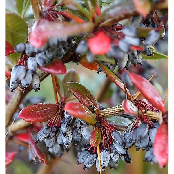 Großblättrige Berberitze 30-40cm - Berberis julianae günstig online kaufen