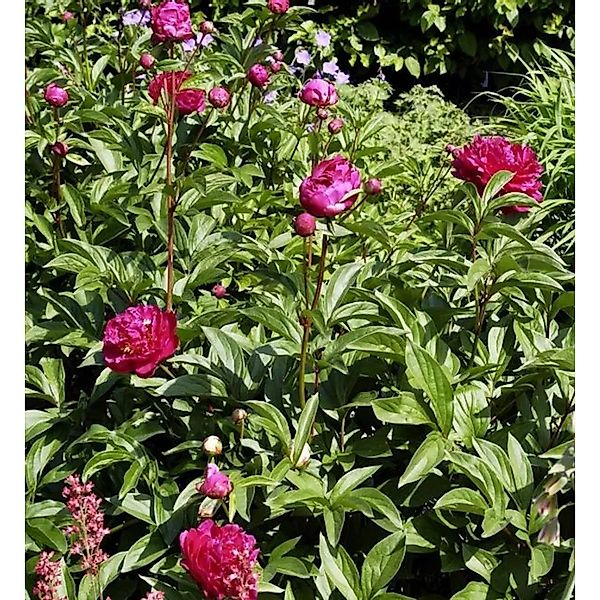 Edelpfingstrose Felix Crousse - Paeonia,actiflora günstig online kaufen