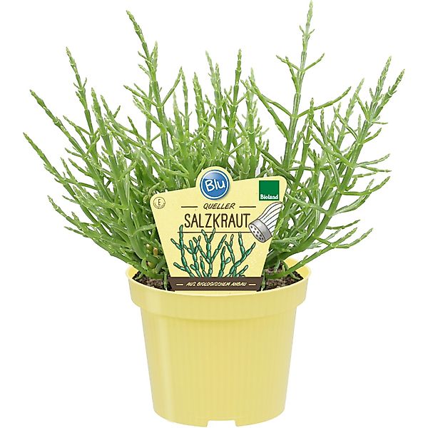 Blu Bio-Salzkraut Topf-Ø ca. 12 cm Salicornia europaea günstig online kaufen