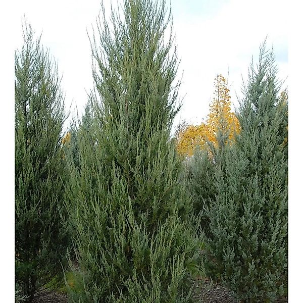 Raketenwacholder Skyrocket 125-150cm - Juniperus scopulorum günstig online kaufen
