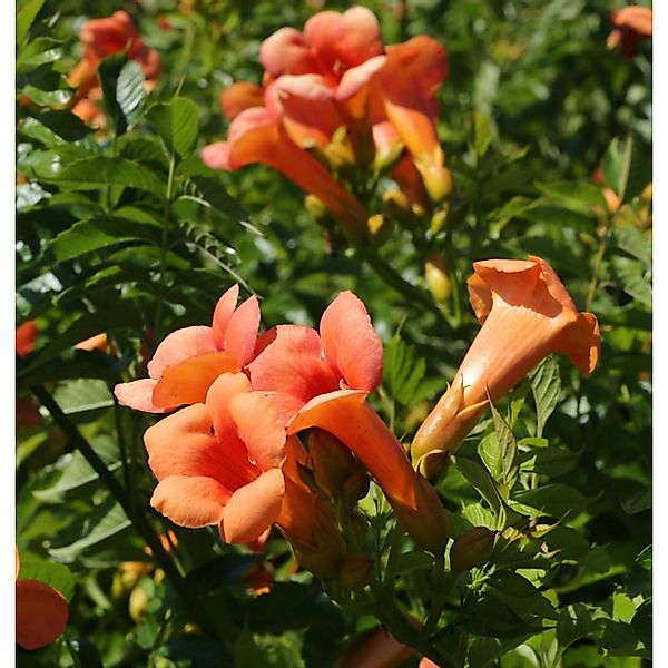 Chinesische Klettertrompete Grandiflora 40-60cm - Campsis grandiflora günstig online kaufen