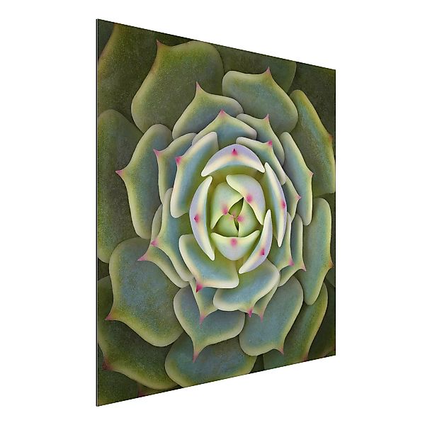Alu-Dibond Bild Blumen - Quadrat Sukkulente - Echeveria Ben Badis günstig online kaufen
