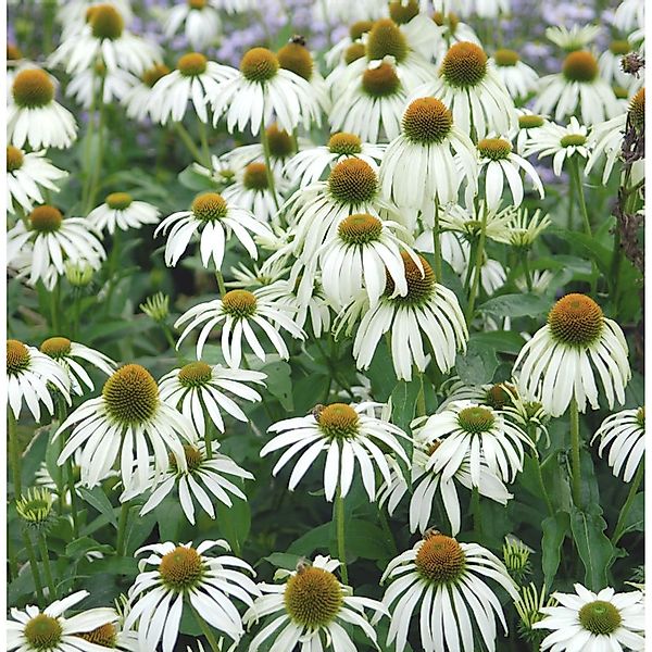 Sonnenhut Kims Mophead - Echinacea purpurea günstig online kaufen