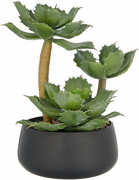 Creativ green Kunstpflanze "Echeveria", mit dekorativem Kies günstig online kaufen