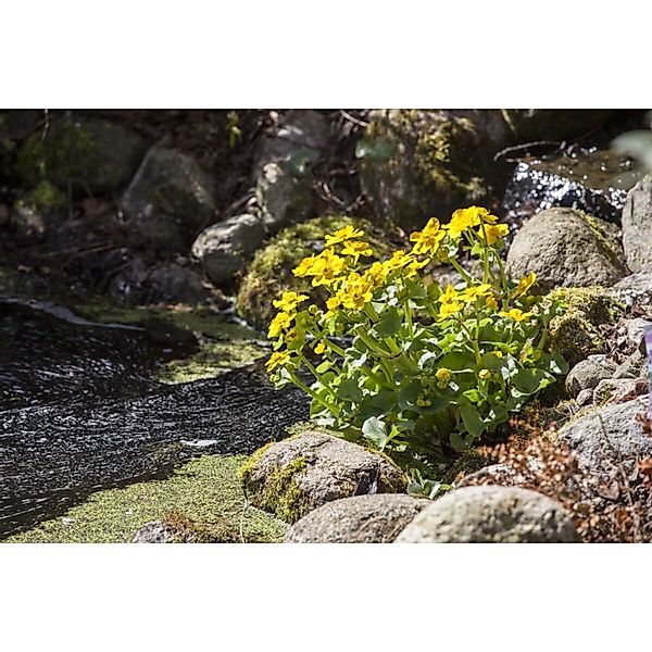 Caltha Palustris Sumpfdotterblume Ca. 9x9 cm Topf günstig online kaufen