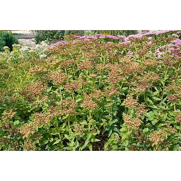 Sedum Aizoon Fetthenne Ca. 9x9 cm Topf günstig online kaufen