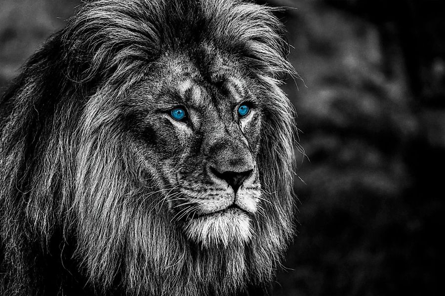 Bönninghoff Leinwandbild, Löwe, (1 St.), BxH: 90x60 cm günstig online kaufen