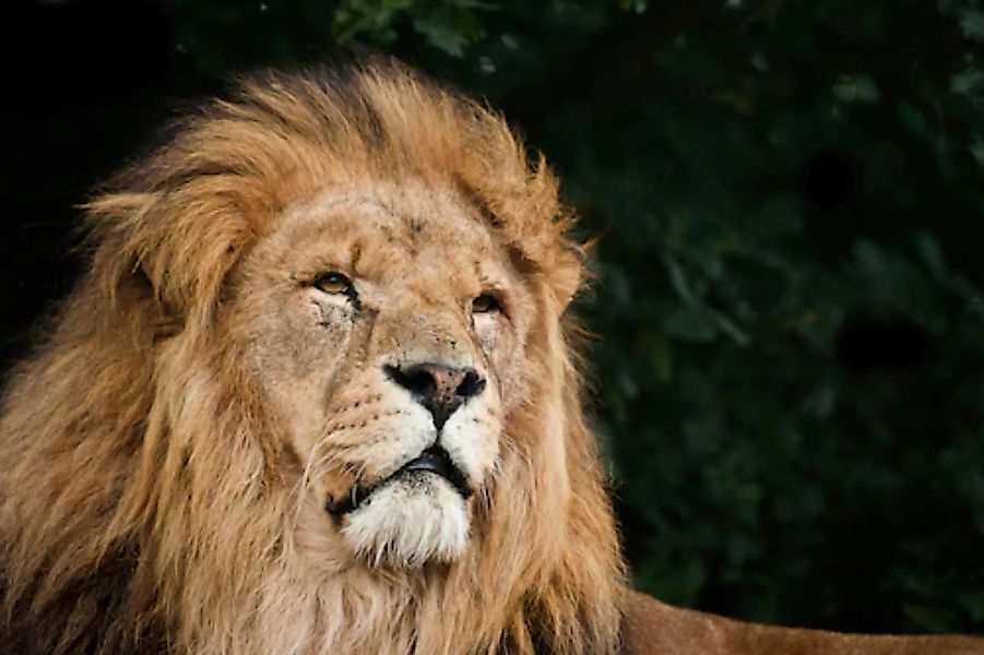Papermoon Fototapete »Löwe« günstig online kaufen