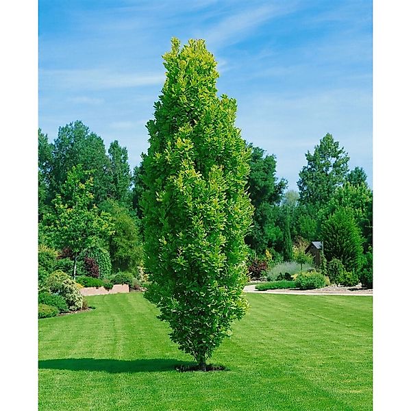 Quercus Robur Fastigiata Koster Säulen-Eiche Ca. 15 cm Topf günstig online kaufen