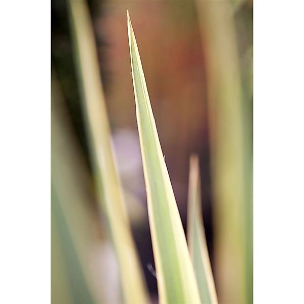 Yucca Filamentosa Bright Edge Palmlilie Ca. 11x11 cm Topf günstig online kaufen
