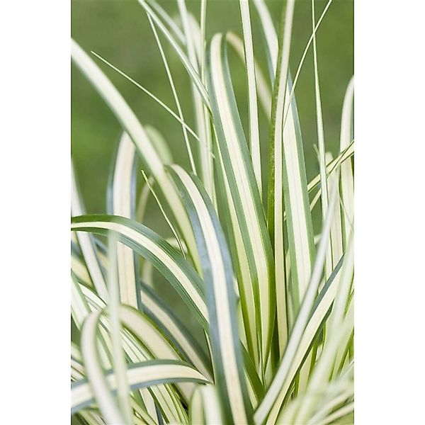 Carex Ornithopoda Variegata Buntlaubig Ca. 9x9 cm Topf günstig online kaufen