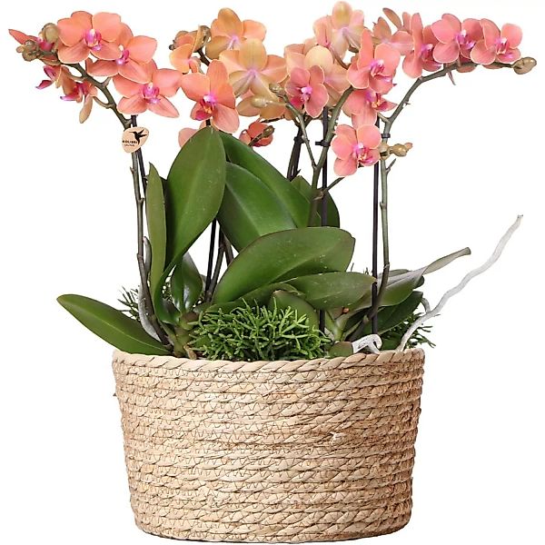 Kolibri Orchids Pflanzenset inkl. Wassertank Drei Orangefarbene Orchideen B günstig online kaufen