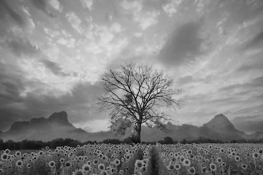 Papermoon Fototapete »Sonnenblumenfeld mit Baum Schwarz & Weiß« günstig online kaufen