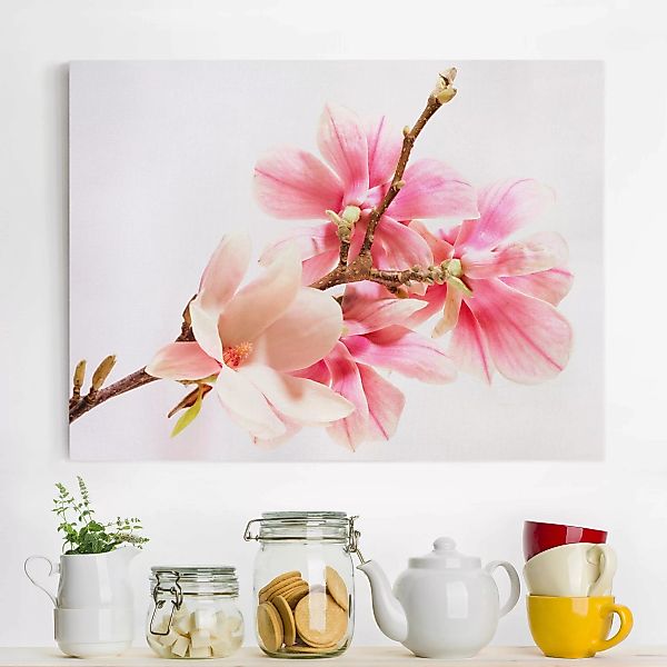 Leinwandbild Blumen - Querformat Magnolienblüten günstig online kaufen