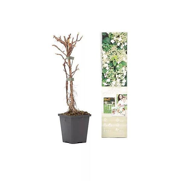 OH2 | Set mit 2 Hortensienpflanzen Petiolaris günstig online kaufen