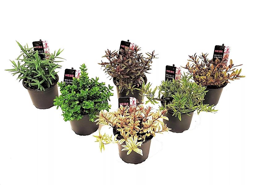 Perfect Plant | 6er-Set Hebe-Sträucher günstig online kaufen