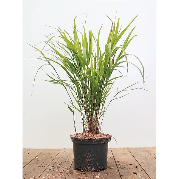 Hakonechloa Macra Greenhills Japanisches Waldgras Ca. 2-3 Liter Topf günstig online kaufen