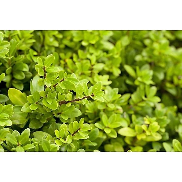 Ilex crenata 'Dark Star' 30-40 cm günstig online kaufen