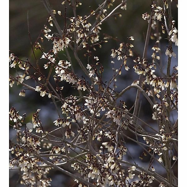 Schneeforsythie Roseum 40-60cm - Abeliophyllum distichum günstig online kaufen