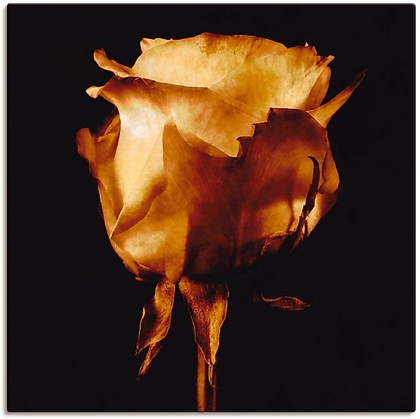 Artland Wandbild »Vergoldete Rose«, Blumen, (1 St.), als Leinwandbild, Post günstig online kaufen