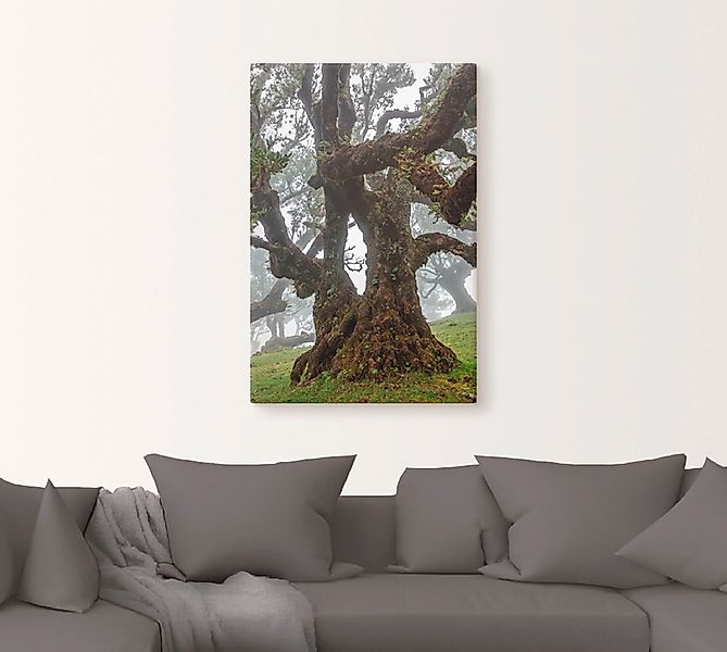 Artland Wandbild »Alter Lorbeerbaum«, Bäume, (1 St.), als Leinwandbild, Pos günstig online kaufen