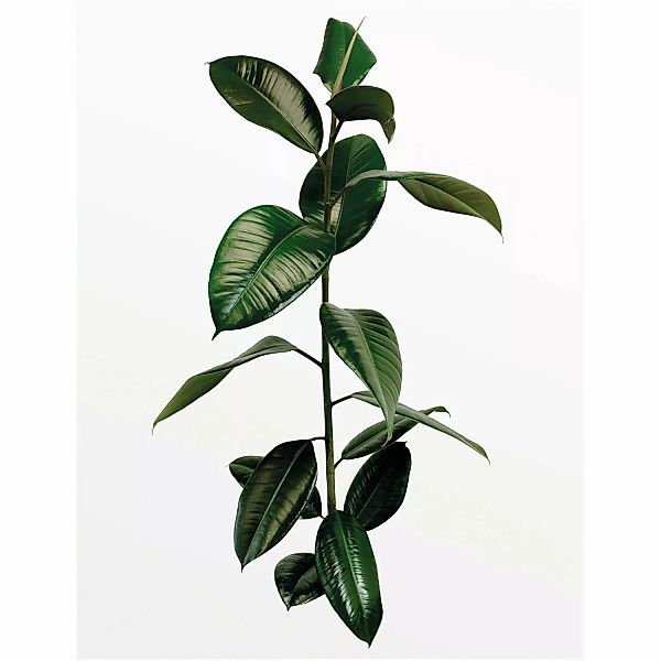 Komar Wandbild Ficus Branch 40 x 50 cm günstig online kaufen