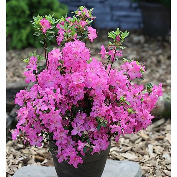 Japanische Azalee Petticoat 20-25cm - Rhododendron obtusum - Zwerg Alpenros günstig online kaufen