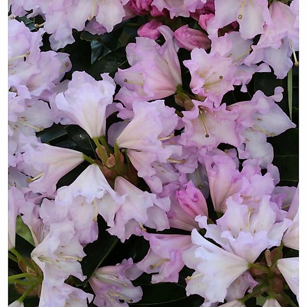 Großblumige Rhododendron Dufthecke Rosa 60-70cm - Alpenrose günstig online kaufen