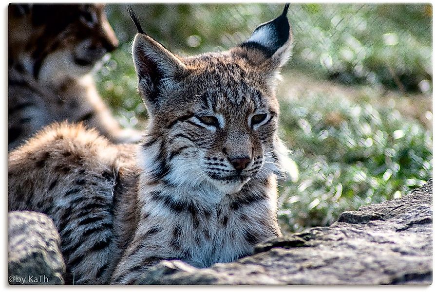 Artland Leinwandbild "Luchs", Wildtiere, (1 St.), auf Keilrahmen gespannt günstig online kaufen