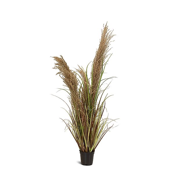 Cortaderia - Pampasgras Kunstpflanze, Höhe 100 cm günstig online kaufen