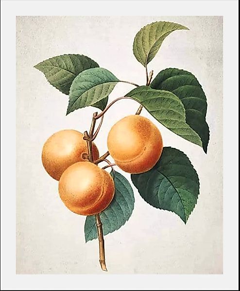 queence Bild "Orangenzweig", Obst-Obst Bilder-Essen-Lebensmittel-Kunst-Ital günstig online kaufen