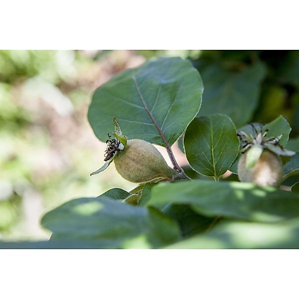 Cydonia Konstantinop Apfelquitte CAC 150-200 cm günstig online kaufen
