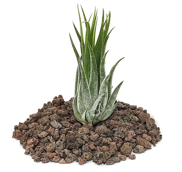 Exotenherz Zimmerpflanze Tillandsia scarposa - lose Pflanze günstig online kaufen