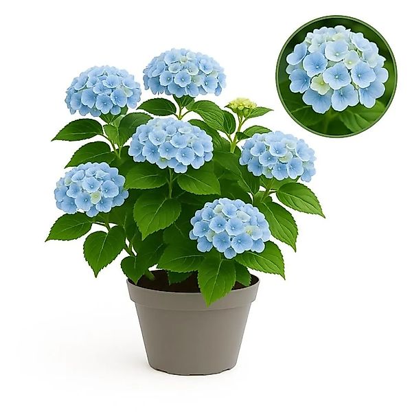 Exotenherz Hortensia Hydrangea Magical Revolution Blue Blau 6-10 Blühten 23 günstig online kaufen