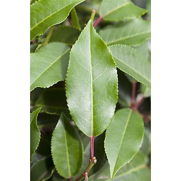 Prunus,usitanica 'Brenelia' 40-60 cm günstig online kaufen