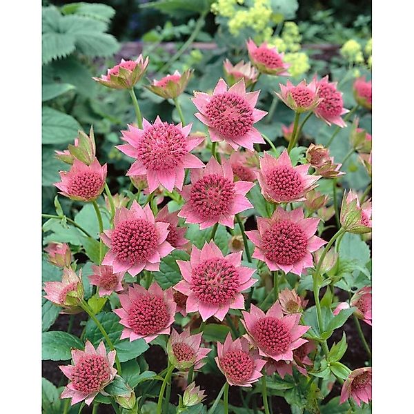 Astrantia Maxima Große Sterndolde Ca. 9x9 cm Topf günstig online kaufen